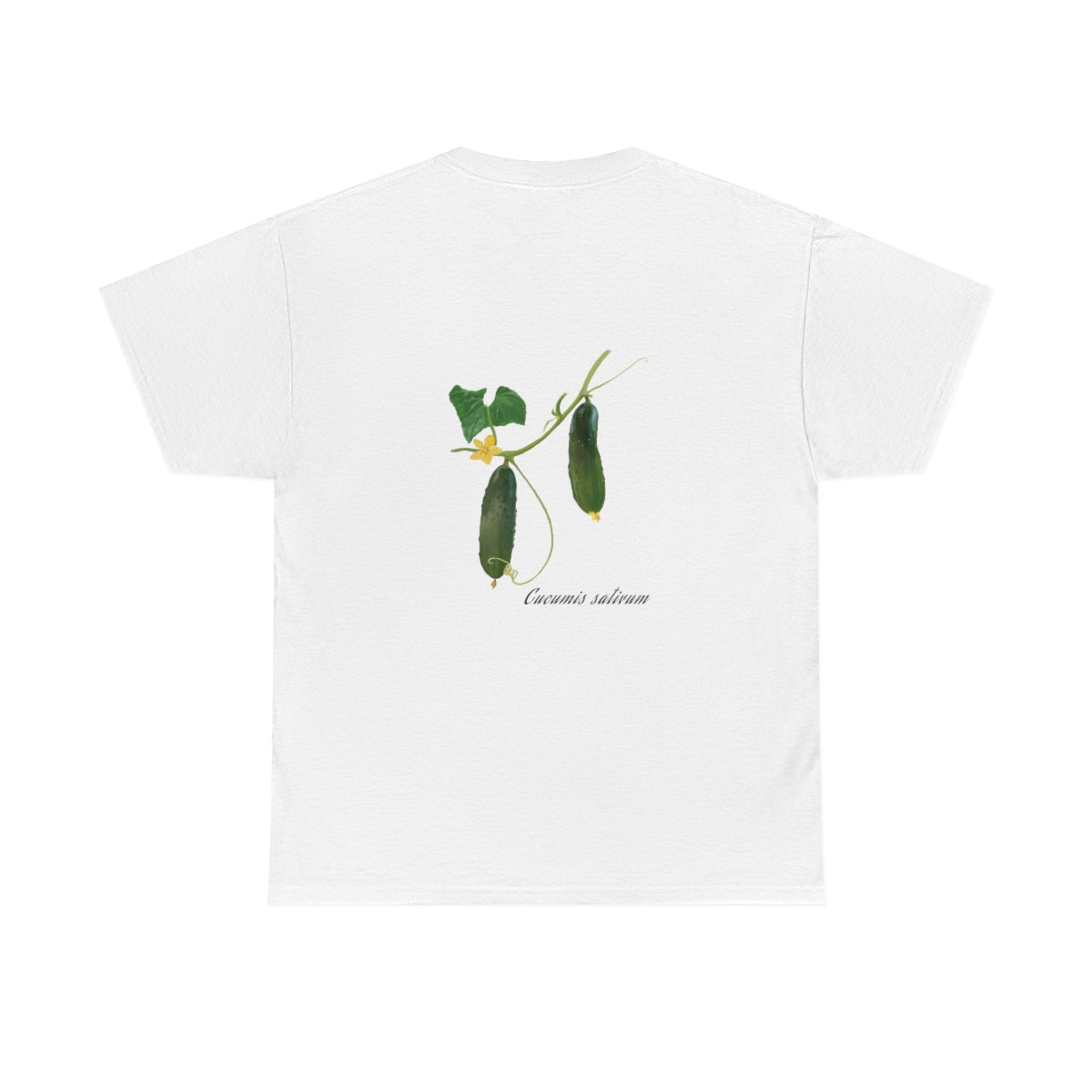 Cucumber