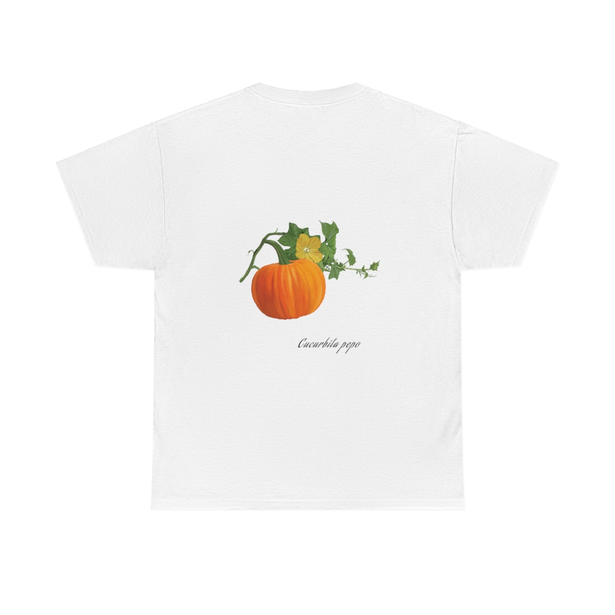 Pumpkin