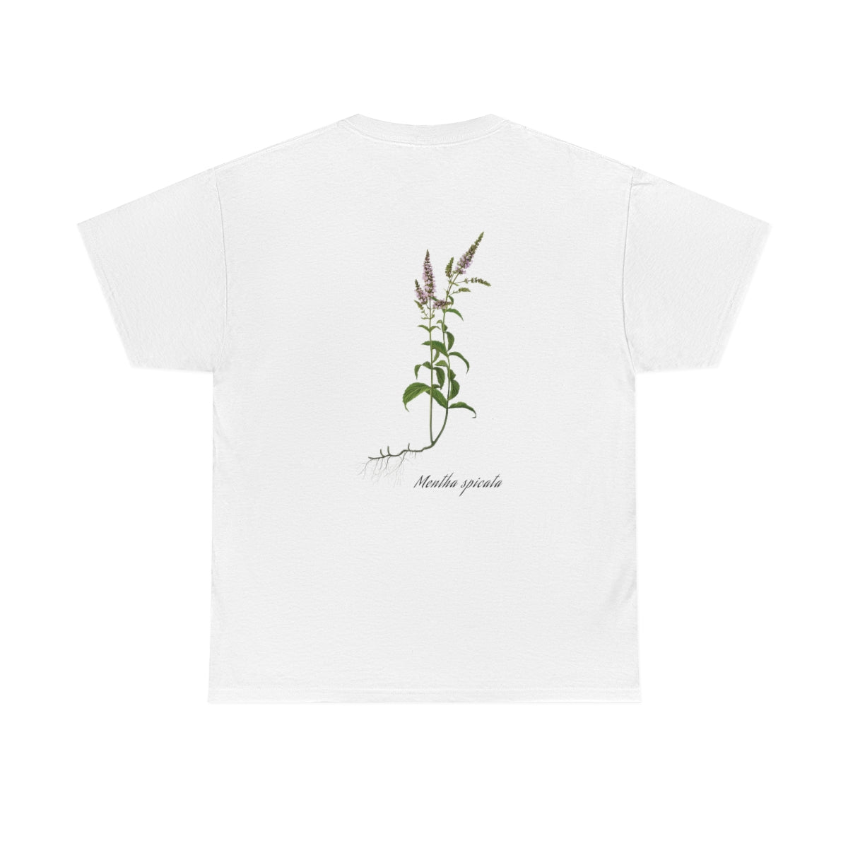 Mentha