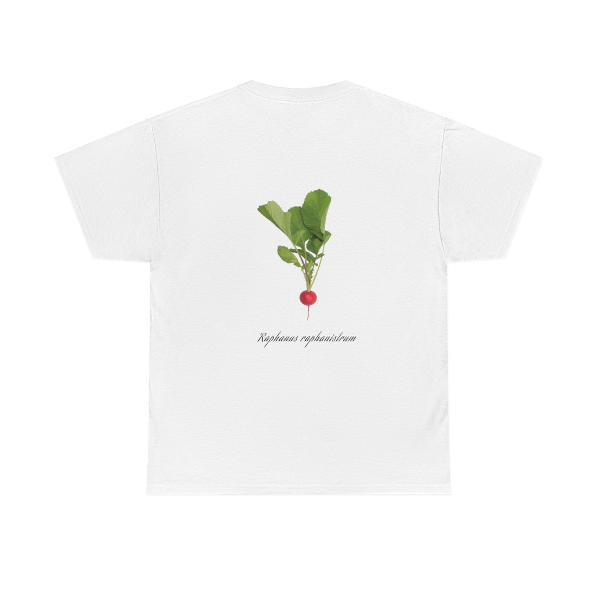 Radish