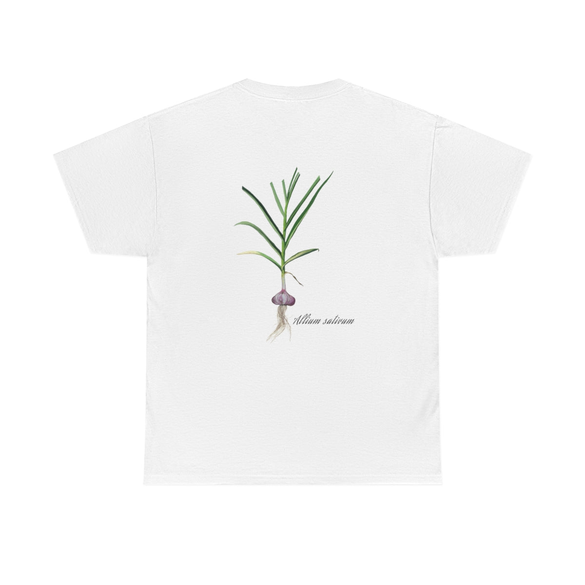 Garlic