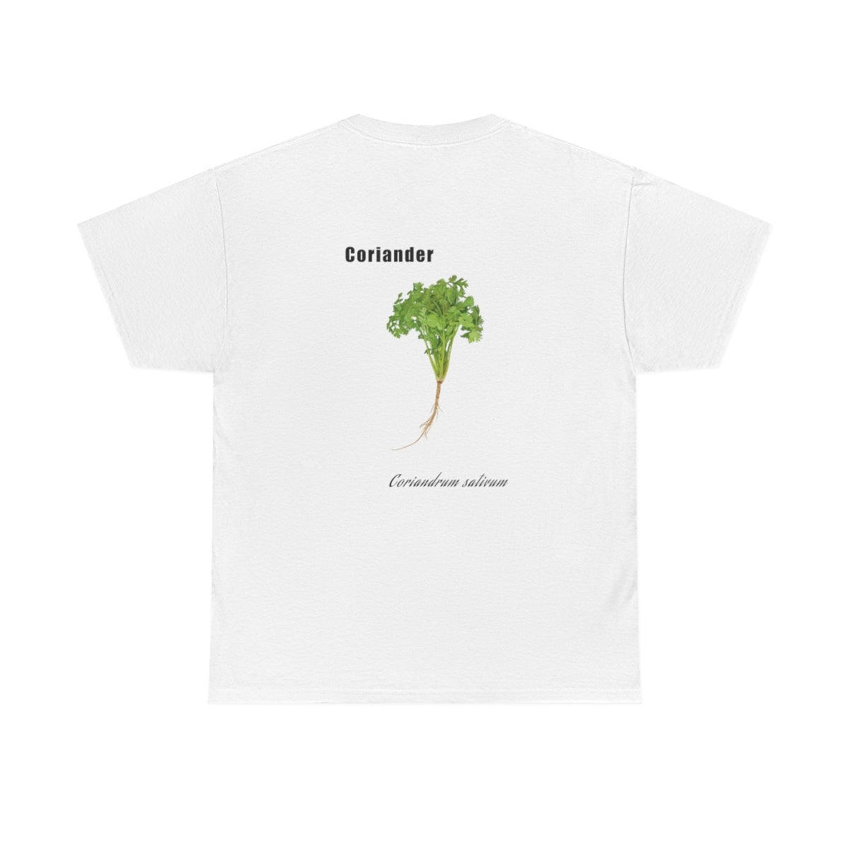 Coriander