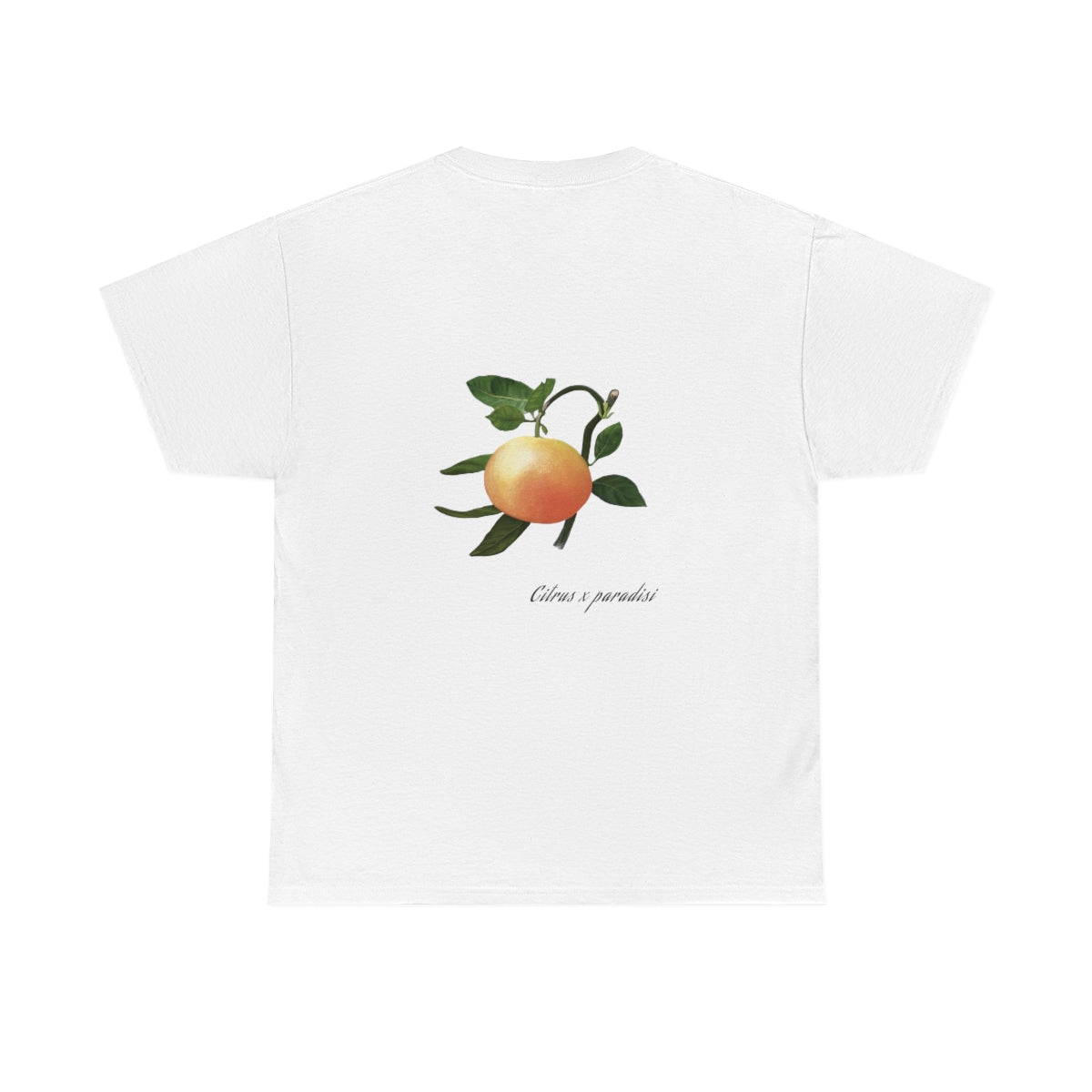 Grapefruit