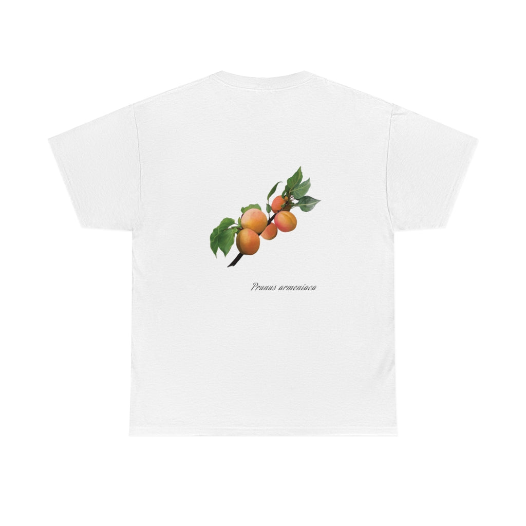 Apricot