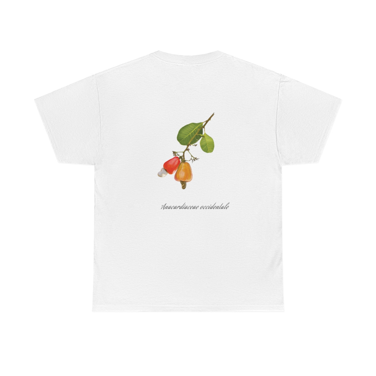 Cashew